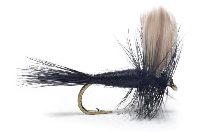 Black Gnat Mygg & Landinnsekter