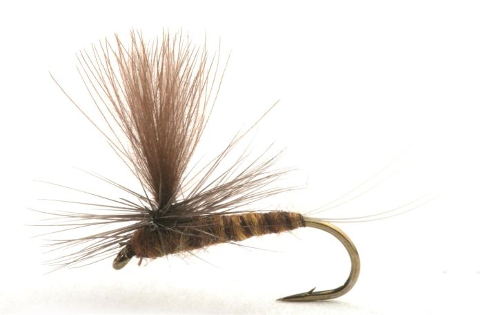 Marginata Døgnfluer