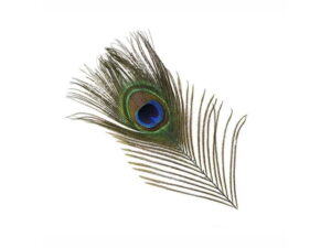Peacock Eyefeather Fjær