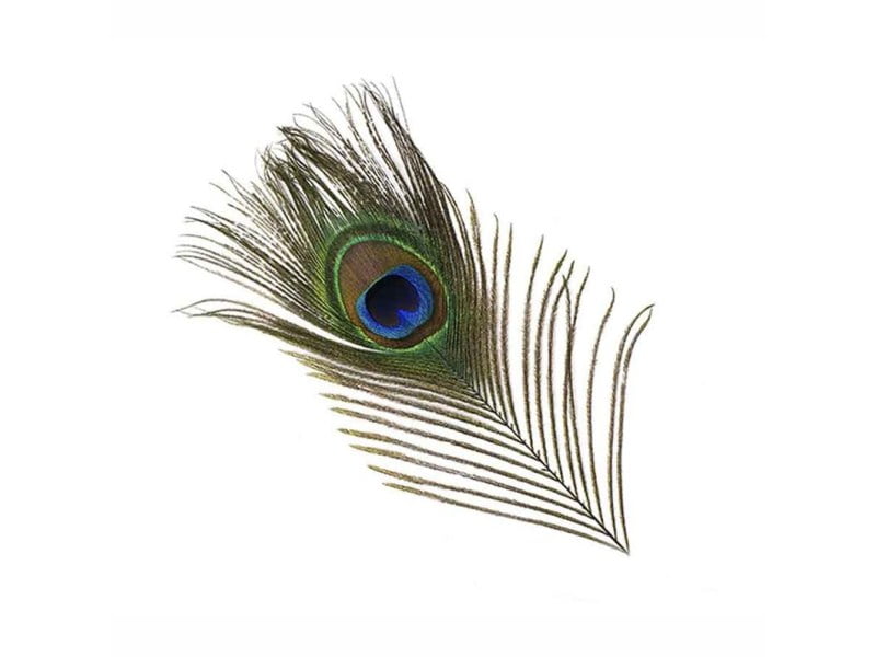 Peacock Eyefeather Peacock Eyefeather Fjær