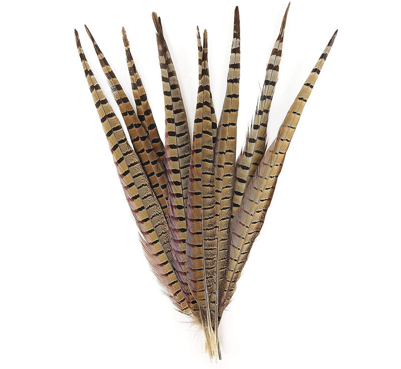 Fasanhale Fasanhale Fjær