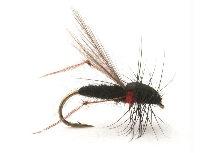 Russer Flua krok 12 Mygg & Landinnsekter