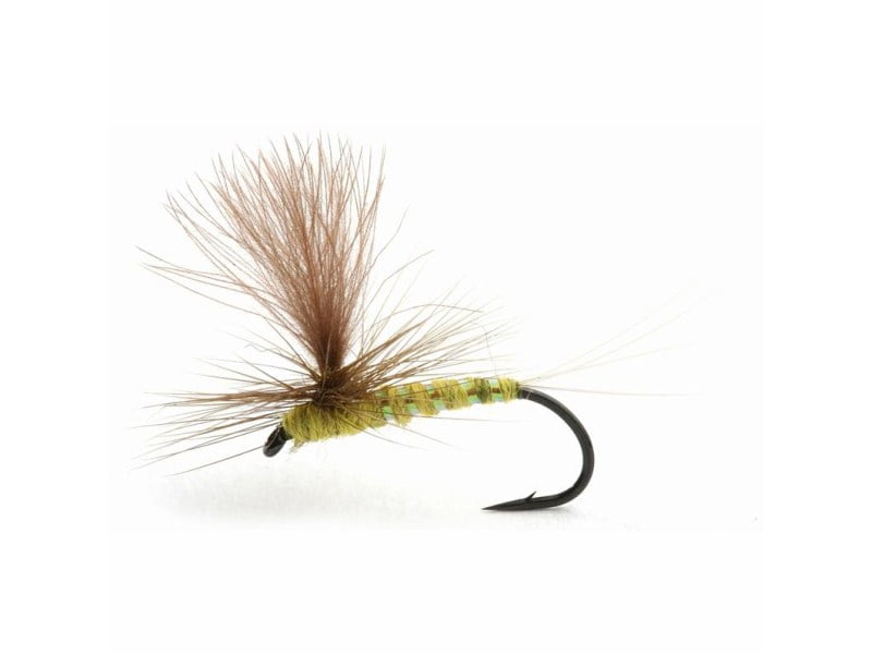 Olive Flash Døgnfluer