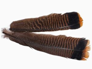 Cinnamon Tip Turkey Tail Feather Fjær