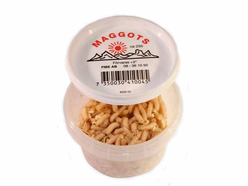 Maggot Hvit Isfiskefor og Agn