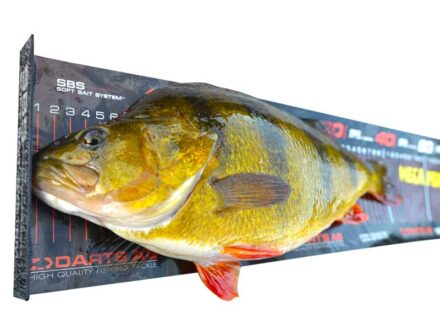 Perch Ruler Veie og Måle