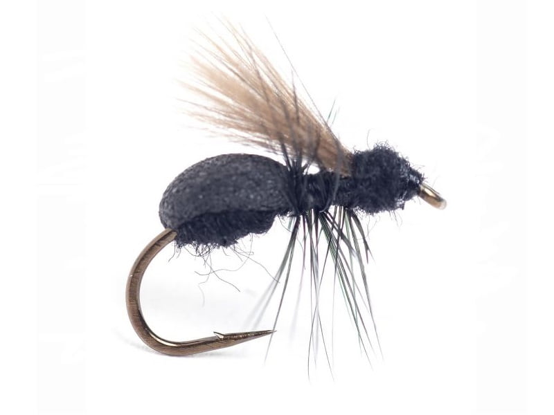 Lasius Flying Ant Krok 14 Lasius Flying Ant Krok 14 Mygg & Landinnsekter