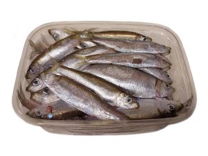 Agnsild Levende og Fryst Agn